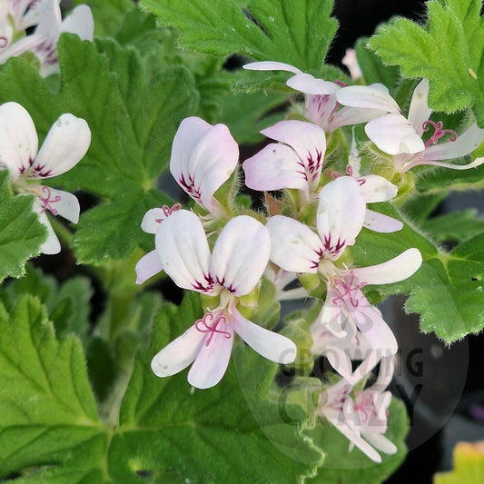 Le Roy Alexander - Rose Scented Leaf Pelargonium (Geranium)