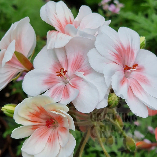 Lovely Wera - Zonartic Pelargonium (Geranium)