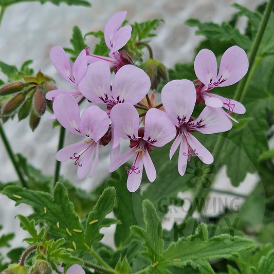Maple Leaf scented leaf Pelargonium in flower
