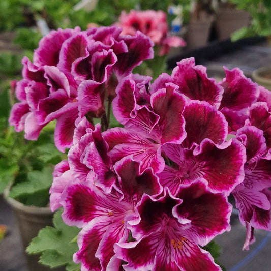 Margaret Soley - Regal Pelargonium (Geranium) plant - 6cm bio pot