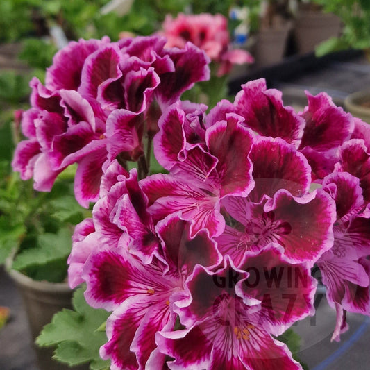 Margaret Soley - Regal Pelargonium (Geranium)