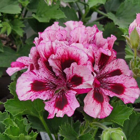 Marie Rudling - Regal Pelargonium (Geranium) plant - 6cm bio pot