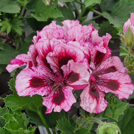 Marie Rudling - Regal Pelargonium (Geranium)