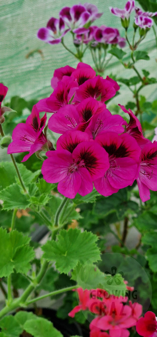 Marion Sanders Decorative Pelargonium