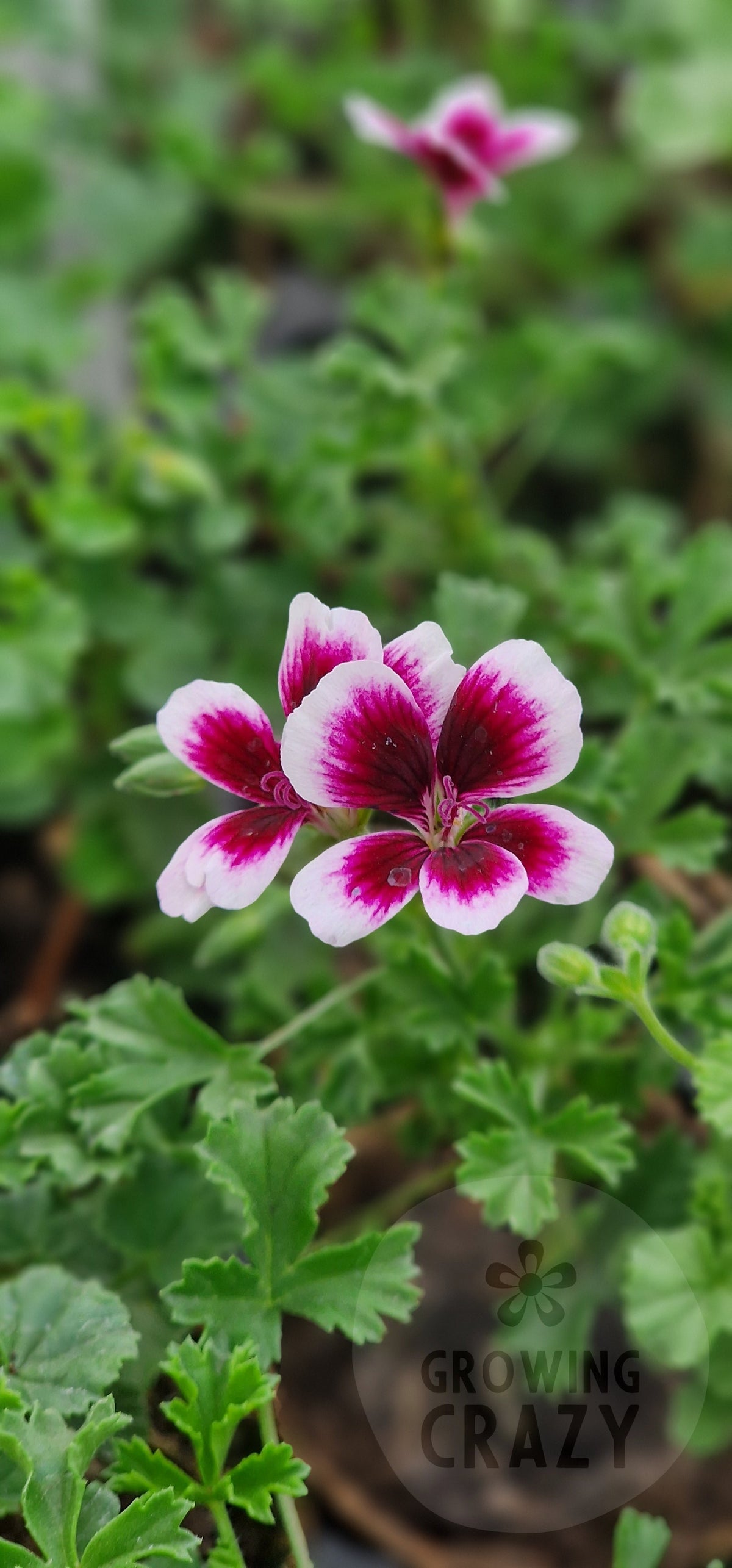 Michael Angel Pelargonium in flower