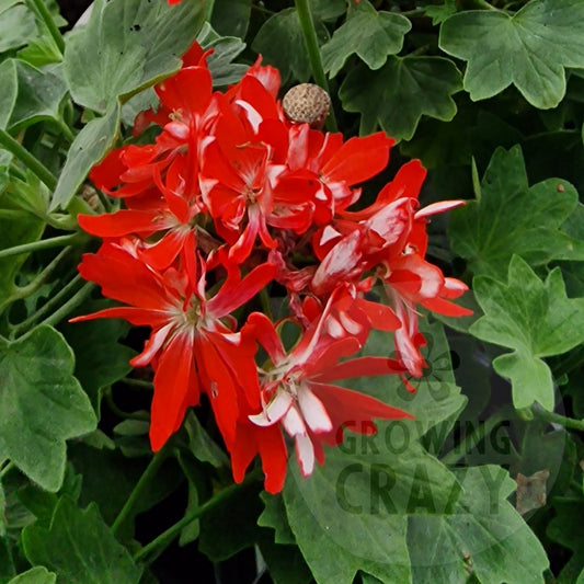 Mike West - Stellar Pelargonium (Geranium)