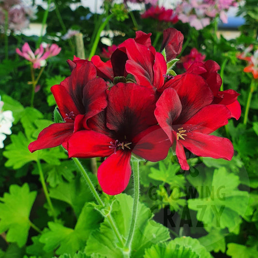 Mystery - Unique Pelargonium (Geranium)