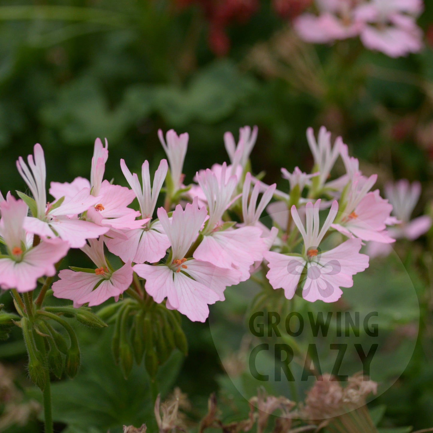 Newchurch is a Stellar Pelargonium / Geranium which has single pink flowers which fade to a paler pink then white in the centre. It really is a more delicate Stellar Pelargonium to compliment the usual explosions of colour.