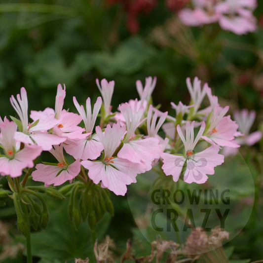 Newchurch is a Stellar Pelargonium / Geranium which has single pink flowers which fade to a paler pink then white in the centre.  It really is a more delicate Stellar Pelargonium to compliment the usual explosions of colour.