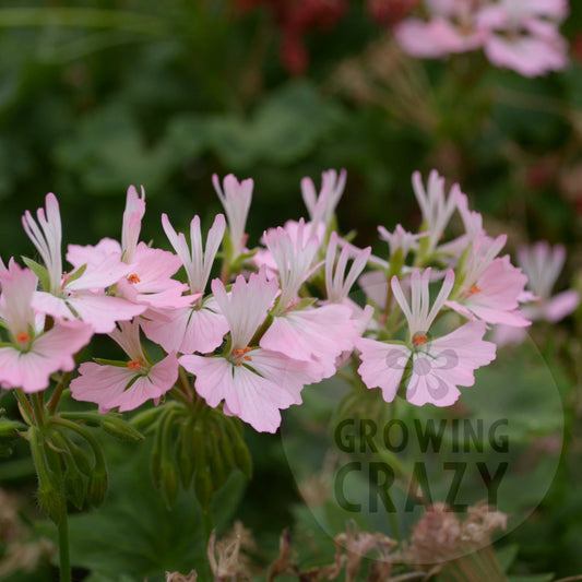 Newchurch is a Stellar Pelargonium / Geranium which has single pink flowers which fade to a paler pink then white in the centre. It really is a more delicate Stellar Pelargonium to compliment the usual explosions of colour.