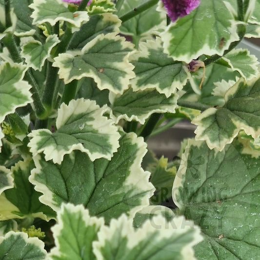 Oldbury Duet - Angel Pelargonium (Geranium)