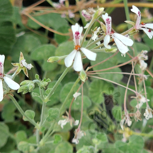 P. dichondrifolium Species Pelargonium in flower