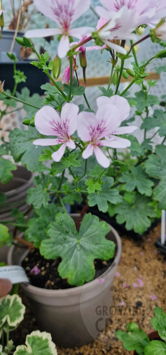 P. grandiflorum Species Pelargonium in flower