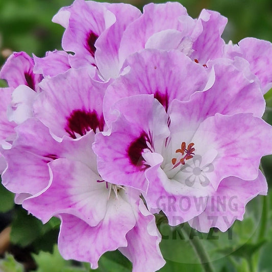 Parisienne - Regal Pelargonium (Geranium)