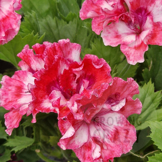 Pat Pope Regal Pelargonium