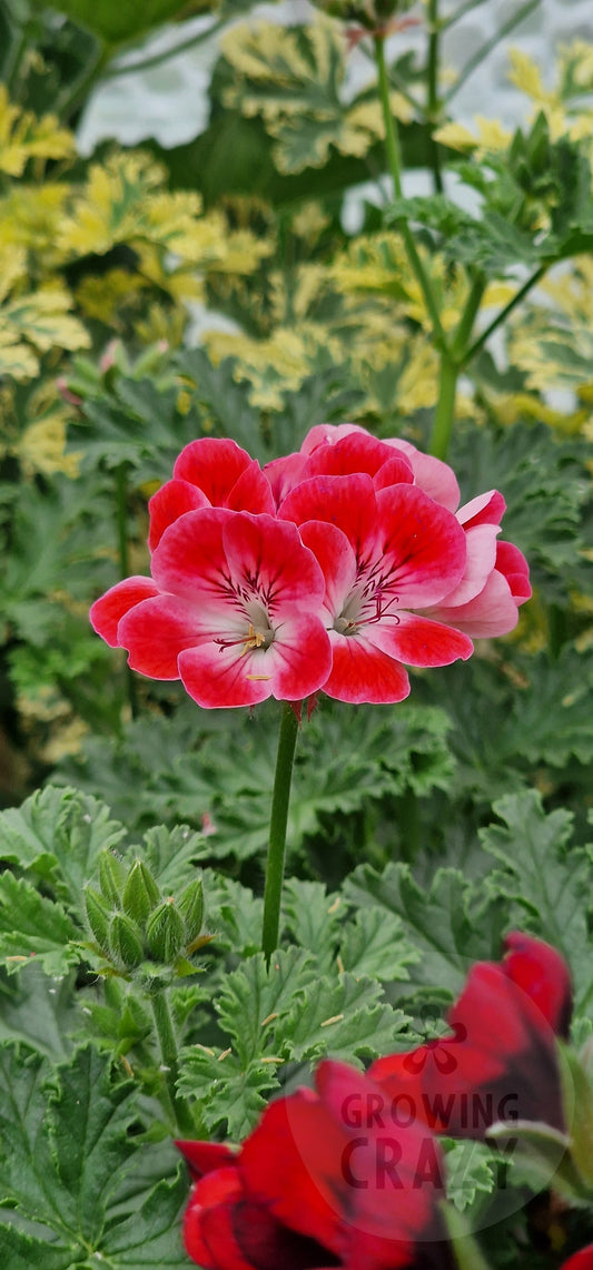 Paton's Unique Pelargonium in flower