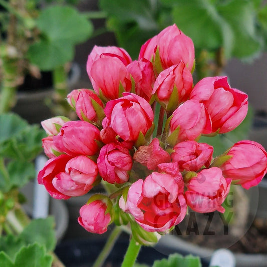Patricia Andrea - Zonal Pelargonium / Geranium