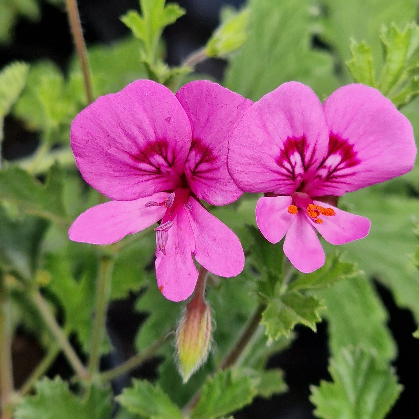 Limoneum - Lime rose Scented Leaf Pelargonium (Geranium) Plant