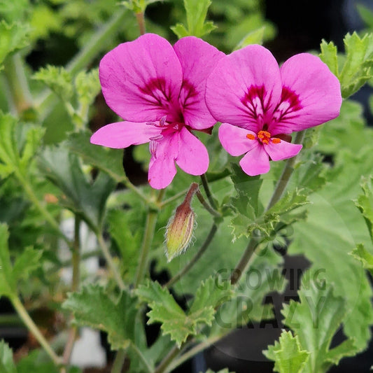 Limoneum - Lime rose Scented Leaf Pelargonium (Geranium)