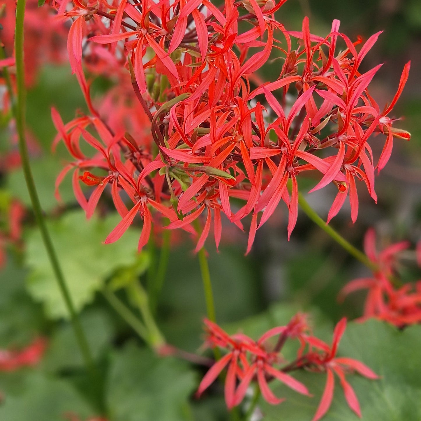 P. stenopetalum has flowers that are a very bright pink with very thin spidery petals. Its leaves are waxy, pale green with a very faint zone that are almost ivy-leaved like. Featured on BBC Gardeners World TV 2025 and available to buy in the UK from Growing Crazy.