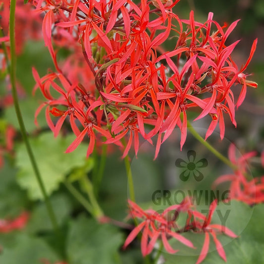 P. stenopetalum has flowers that are a very bright pink with very thin spidery petals. Its leaves are waxy, pale green with a very faint zone that are almost ivy-leaved like. Featured on BBC Gardeners World TV 2025 and available to buy in the UK from Growing Crazy.