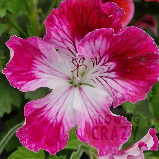 Peter's Choice - Regal Pelargonium (Geranium)