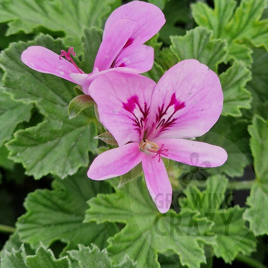 Peter's Luck scented leaf Pelargonium in flower