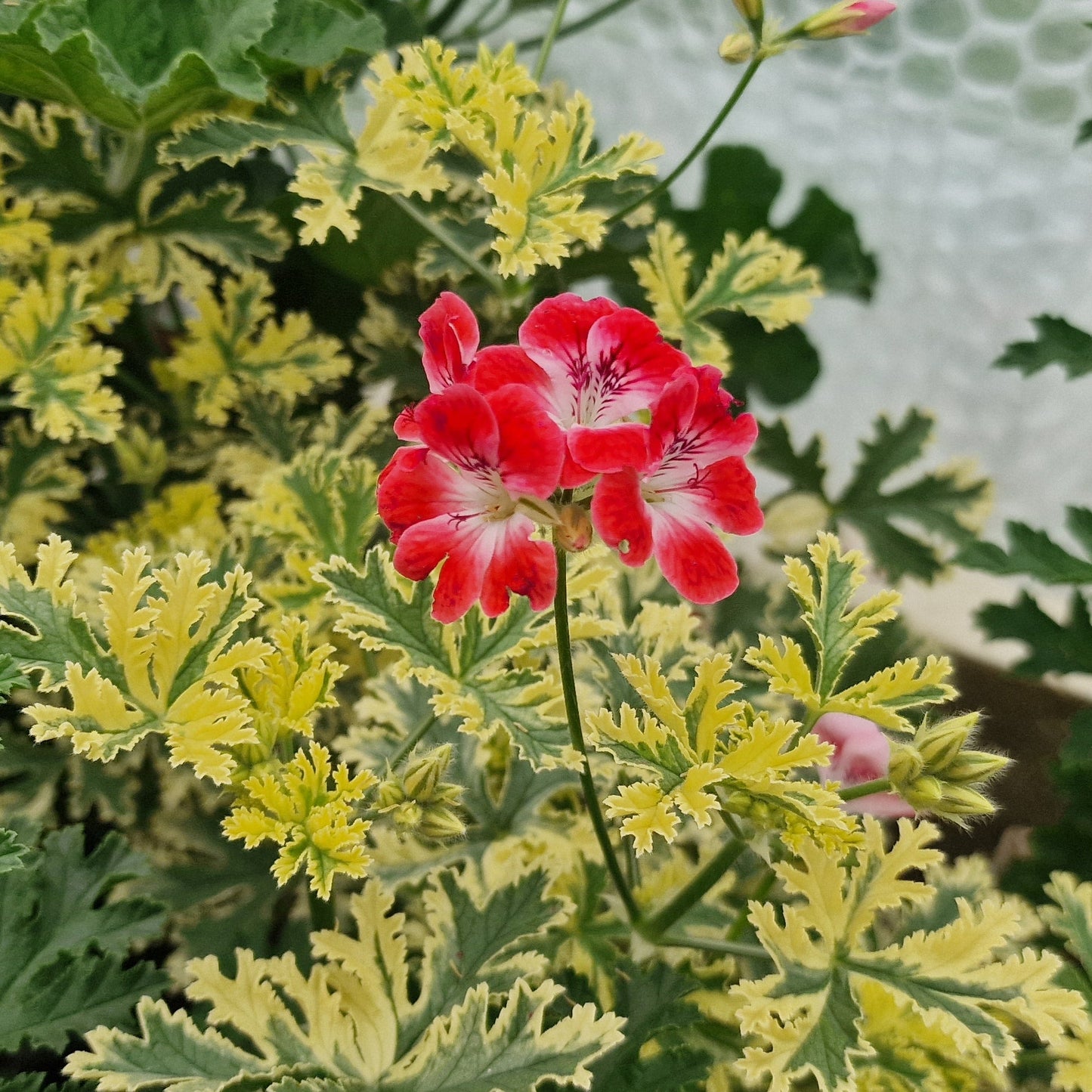 Phyllis - Unique Pelargonium (Geranium) Plant - 6cm bio pot