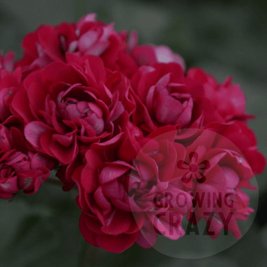 Plum Rambler - Rosebud Pelargonium (Geranium)