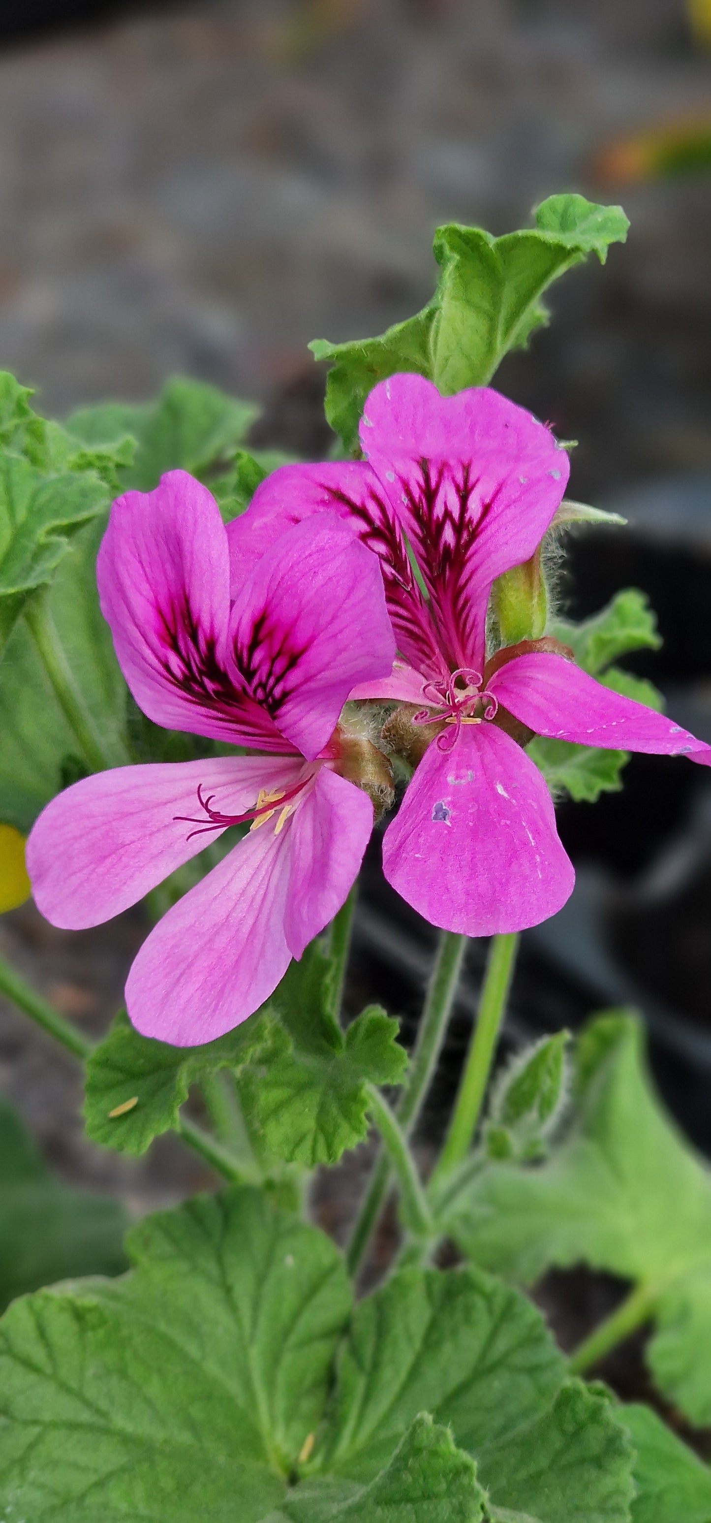 Purple Unique - Unique Pelargonium (Geranium) Plant - 6cm bio pot
