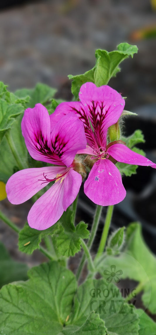 Purple Unique - Unique Pelargonium (Geranium)
