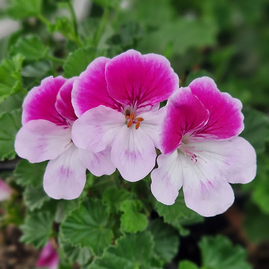 Quantock Candy - Angel Pelargonium (Geranium) Plant - 6cm bio pot