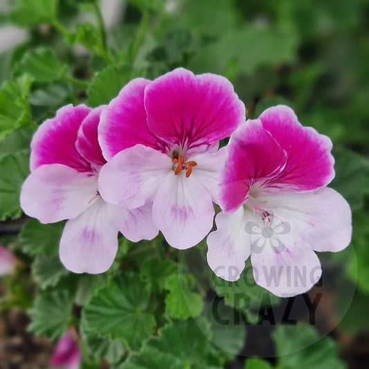 Quantock Candy - Angel Pelargonium (Geranium)