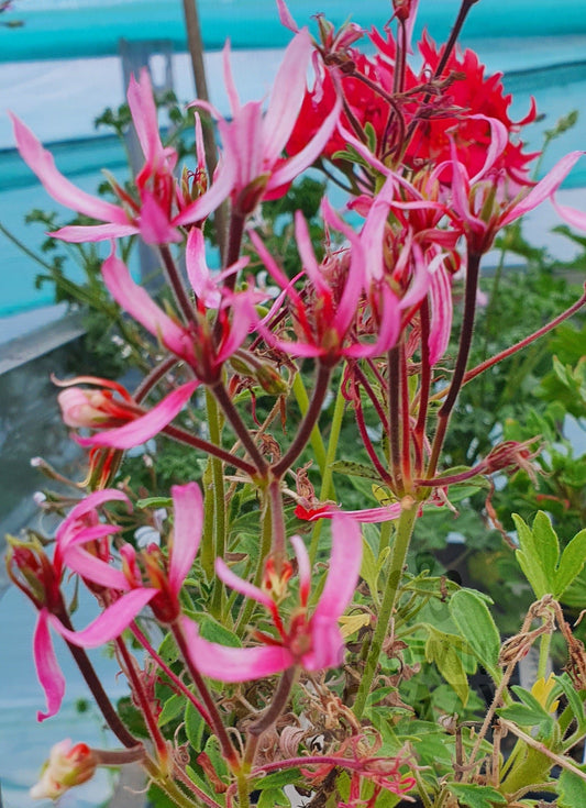 Red Witch Stellar Pelargonium in flower