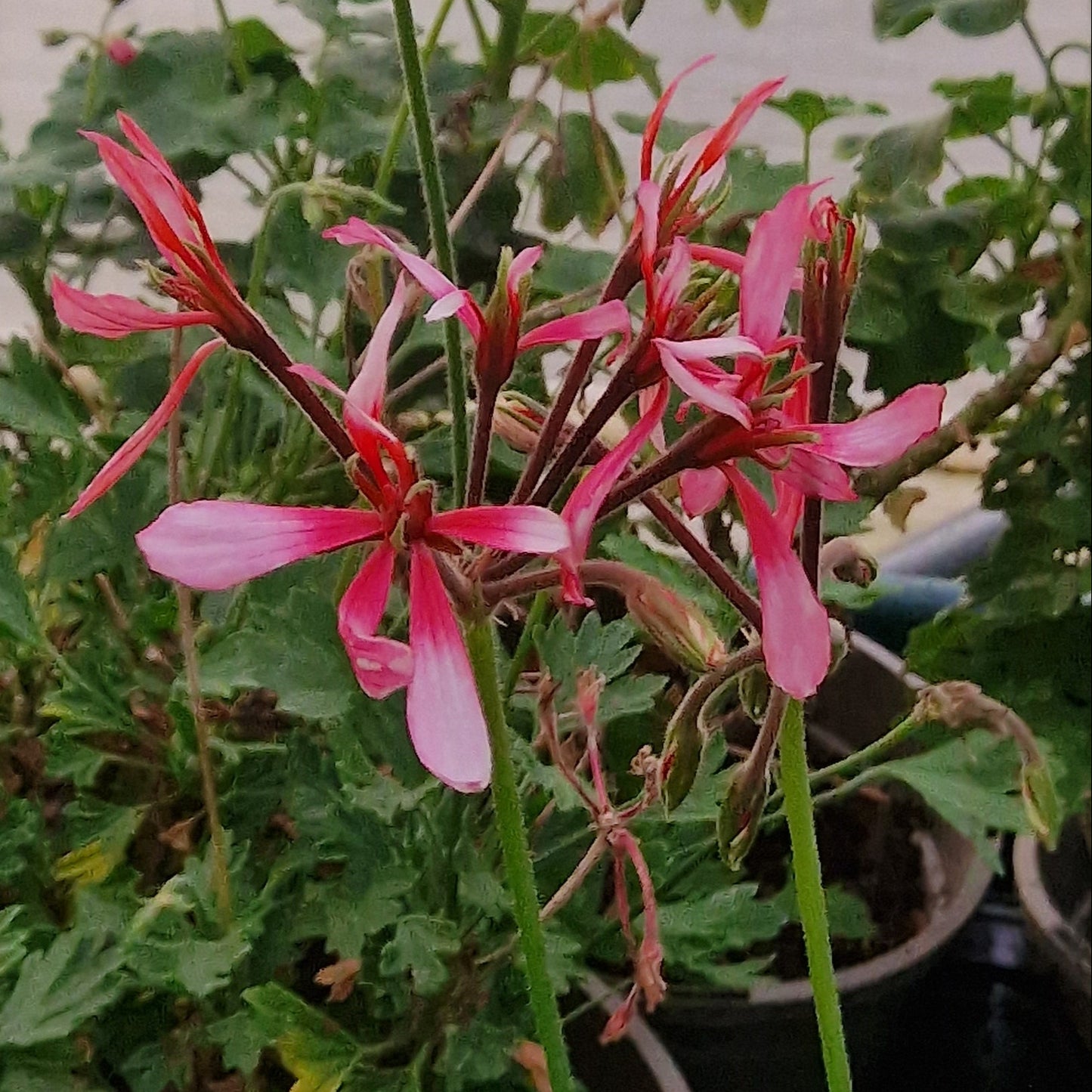 Red Witch - Stellar Pelargonium (Geranium) Plant - 6cm bio pot