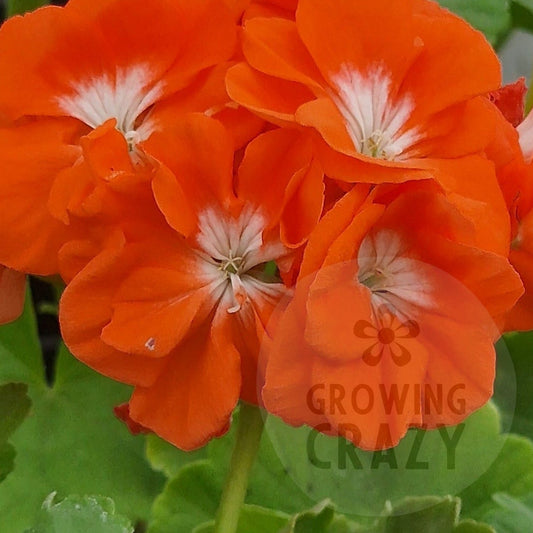 Reflections - Zonal Pelargonium / Geranium