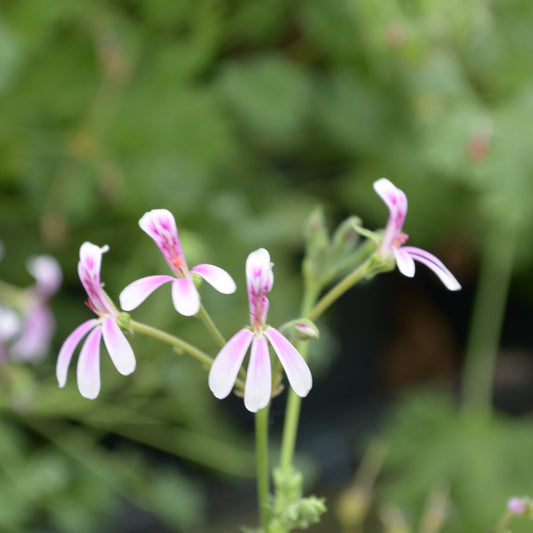 Richard Gibbs - Scented Leaf Pelargonium (Geranium) - 6cm bio pot