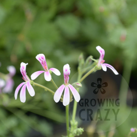 Richard Gibbs - Scented Leaf Pelargonium (Geranium)