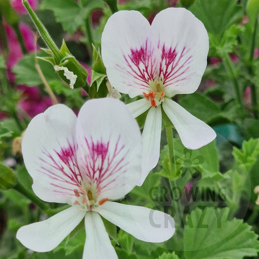 Rietje van der Lee - Angel Pelargonium (Geranium)