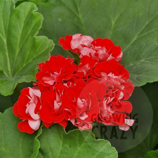 Rosebud Supreme - Rosebud Pelargonium (Geranium)