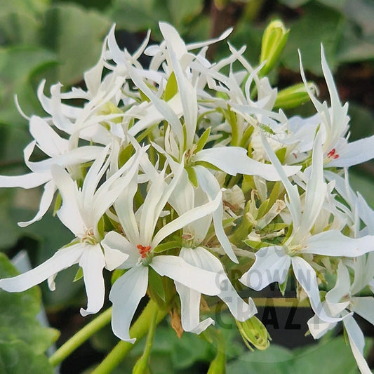 Rushmoor Filigree - Stellar Pelargonium (Geranium)