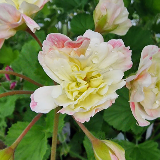Rushmoor Zambezi - Zonartic Pelargonium (Geranium) Plant - 6cm bio pot