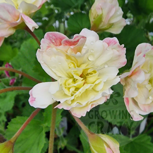 Rushmoor Zambezi - Zonartic Pelargonium (Geranium)