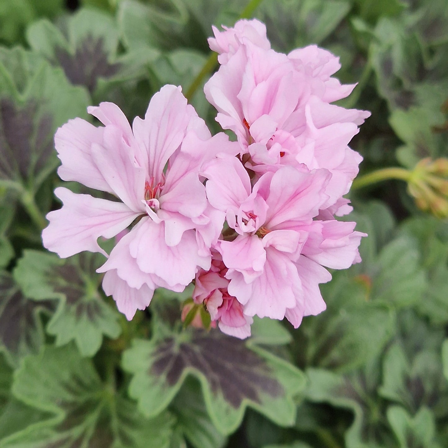 Rushmoor Bondi Blue is a Stellar Pelargonium which has bright lilac-pink double blooms with very unusual very dark blue-green leaves and a strong, almost black, centre medallion