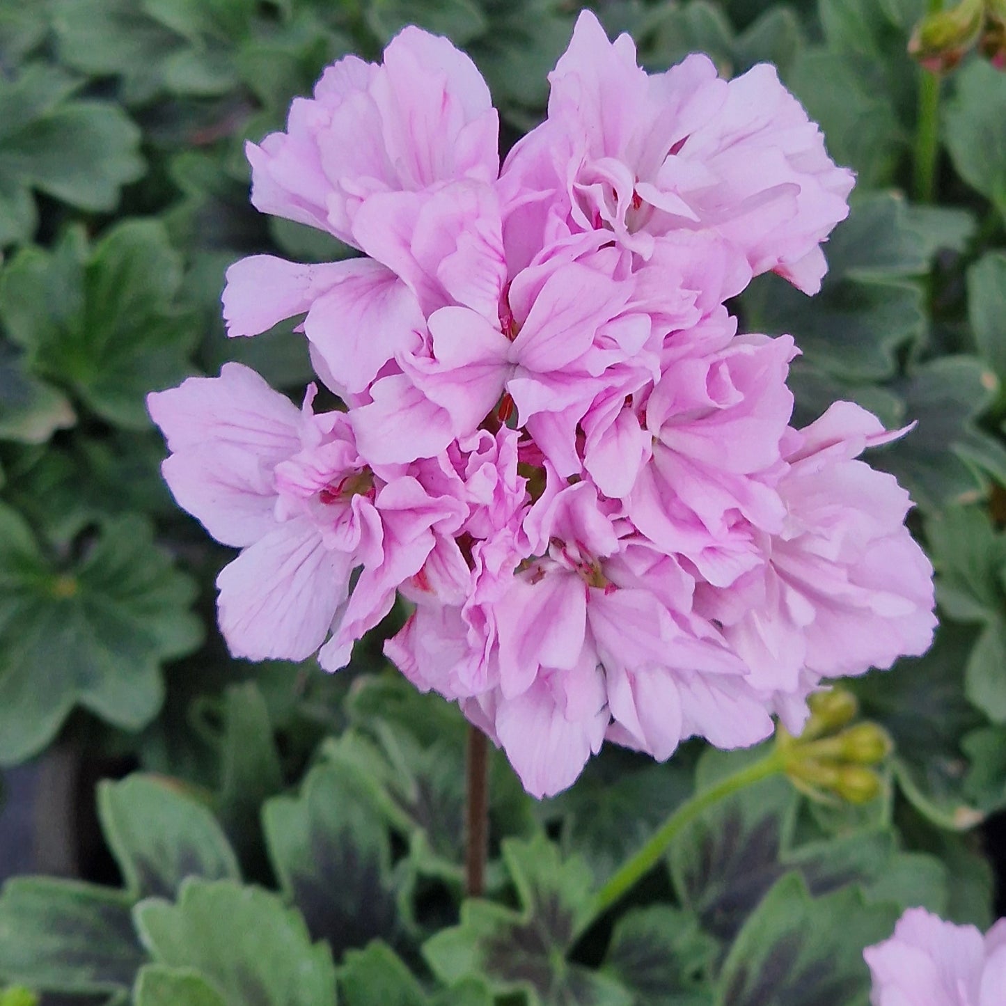 Rushmoor Bondi Blue is a Stellar Pelargonium which has bright lilac-pink double blooms with very unusual very dark blue-green leaves and a strong, almost black, centre medallion.