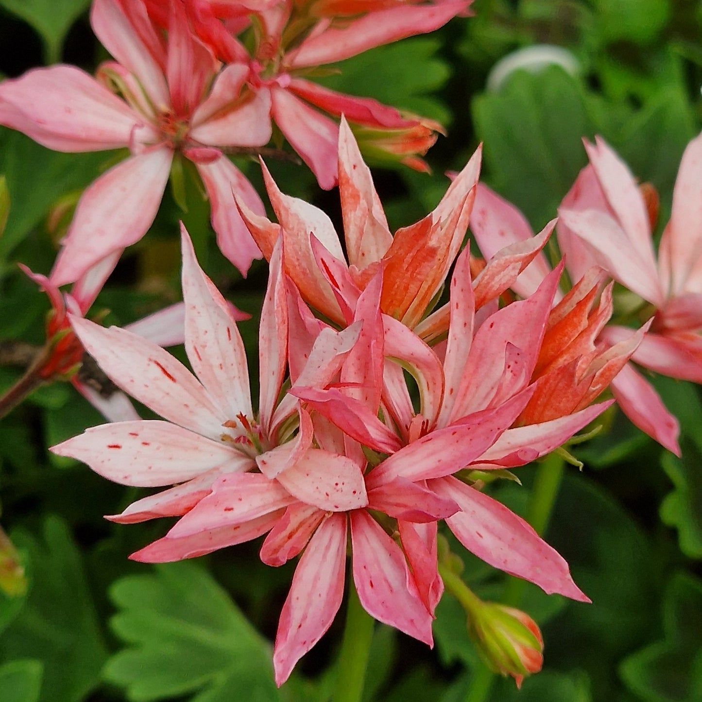 Close-up of pink flowers with green leaves of Rushmoor Dove Stellar Pelargonium from Growing Crazy