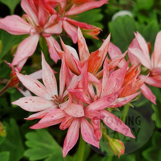 Close-up of pink flowers with green leaves of Rushmoor Dove Stellar Pelargonium from Growing Crazy