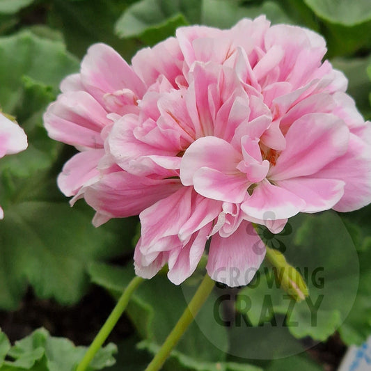 Saga - Dwarf Zonal Pelargonium / Geranium