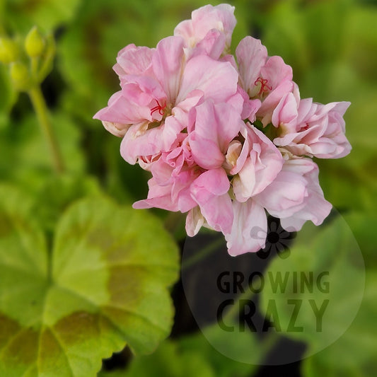 Samantha Stamp - Dwarf Zonal Pelargonium / Geranium