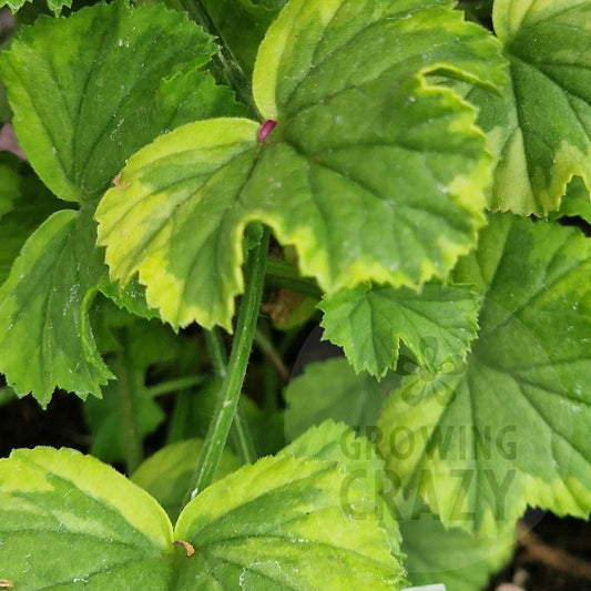 Sarah Don - Angel Pelargonium (Geranium)